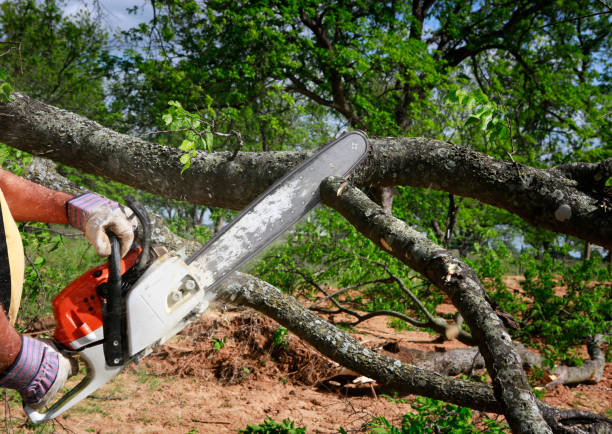 Best Commercial Tree Services  in East Point, GA